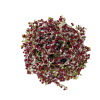 Red Twig Ball Ornament | 6"