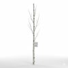 Birch Branch
