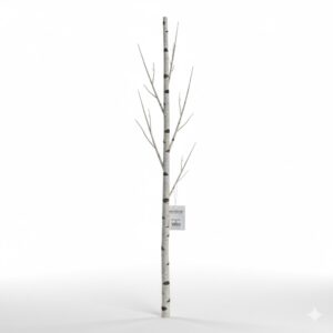 Birch Branch